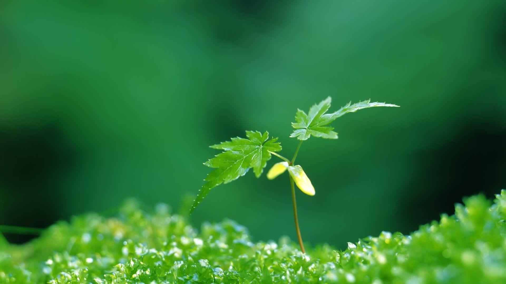 1920x1080 Spring Image Desktop Background HD Cute Wallpaper