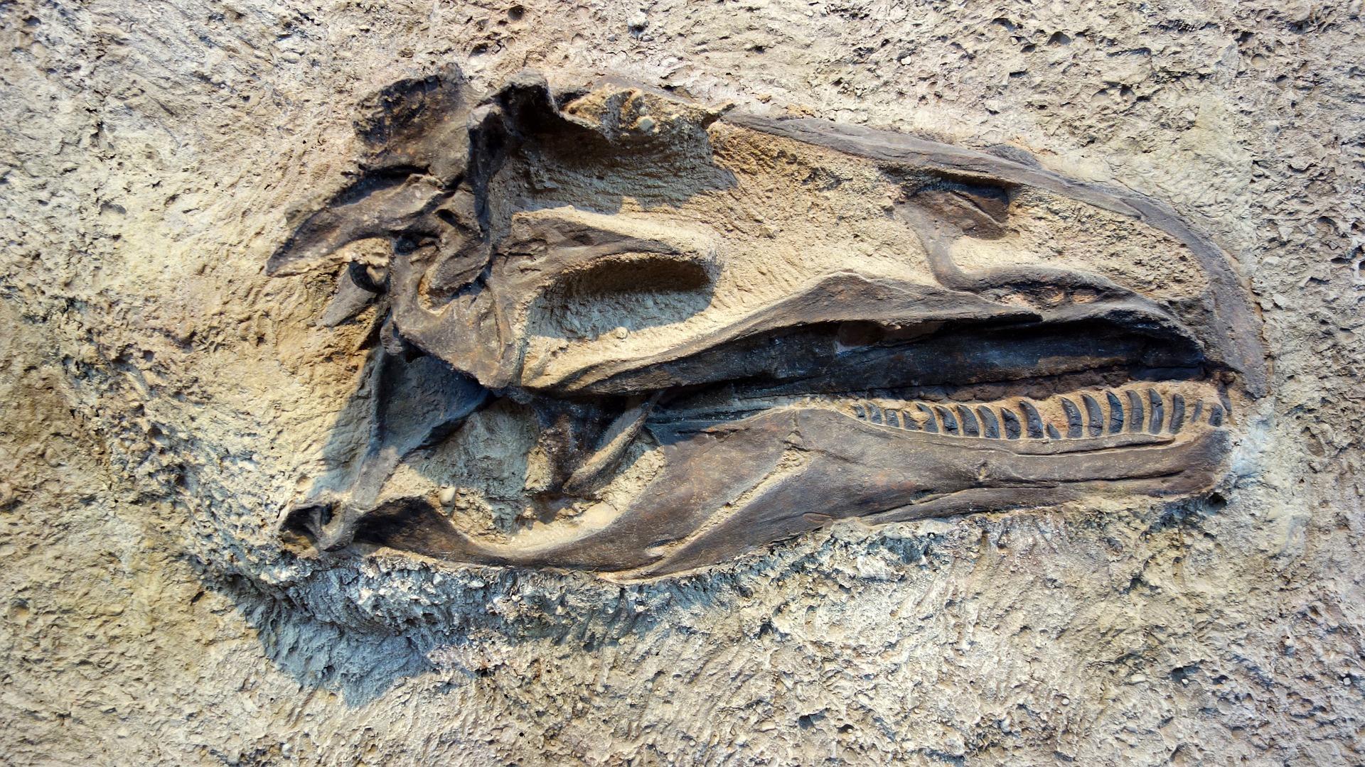 1920x1080 Are Dinosaur Fossils Minerals Like Any Other? A Federal Court Says Yes. Boise State Public Radio