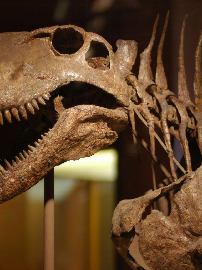 768x1024 Free download Dinosaur bones wallpaper 20131 Open Walls [3008x2000] for your Desktop, Mobile & Tablet. Explore Dinosaur Skeleton Wallpaper. Dinosaur Skeleton Wallpaper, Skeleton Wallpaper, Skeleton Wallpaper