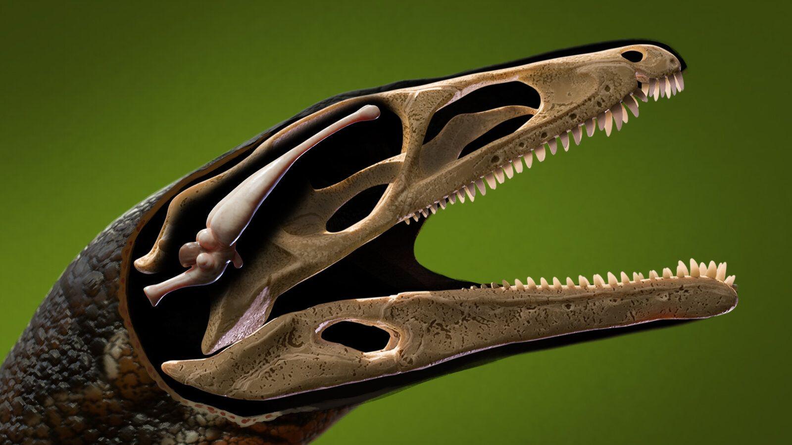 1600x900 We've Rarely Seen a Dinosaur Brain Like This Before