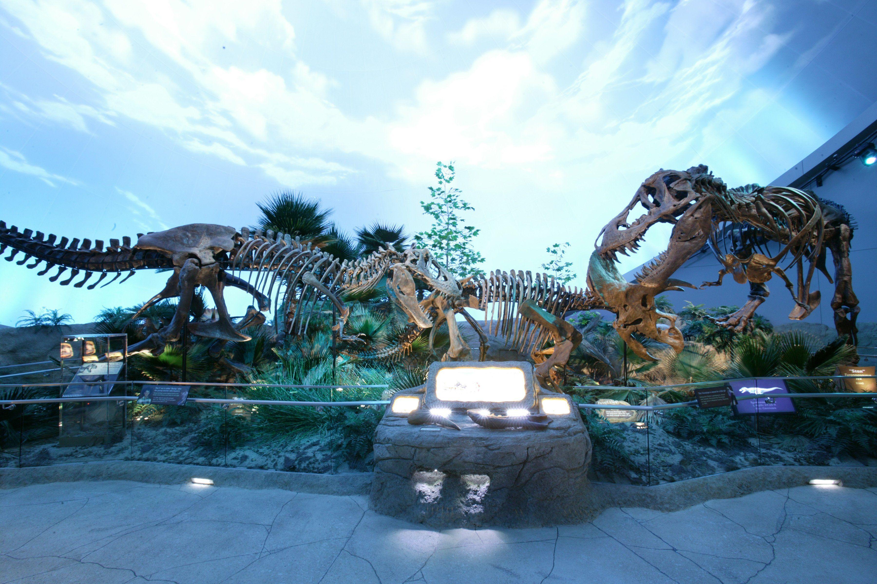 3600x2400 Title Animal Dinosaur Skeleton Fossil Wallpaper Fossil HD Wallpaper