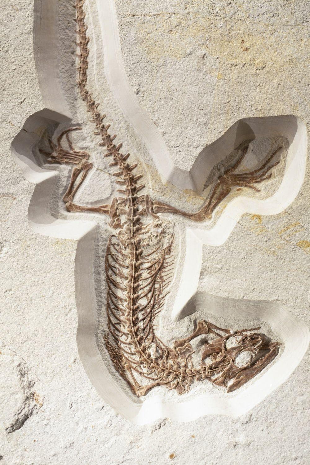 1000x1500 Dinosaur Fossil Picture. Download Free Image