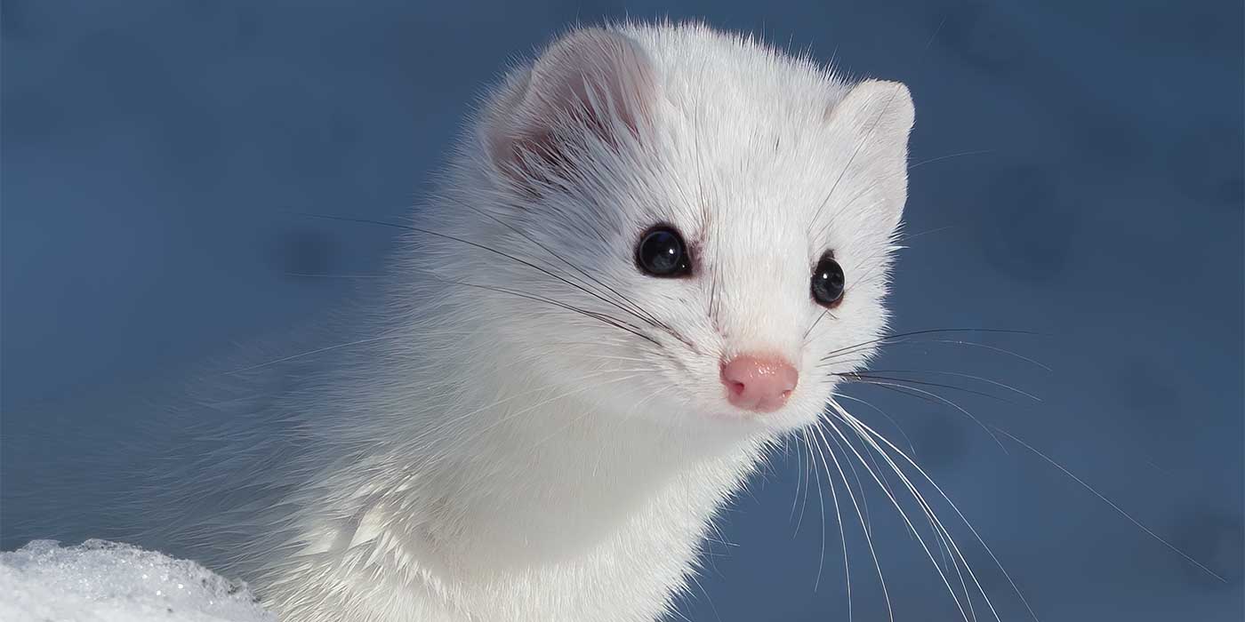 1400x700 Meet the White Mountain Ermine Washington Valley Vibe