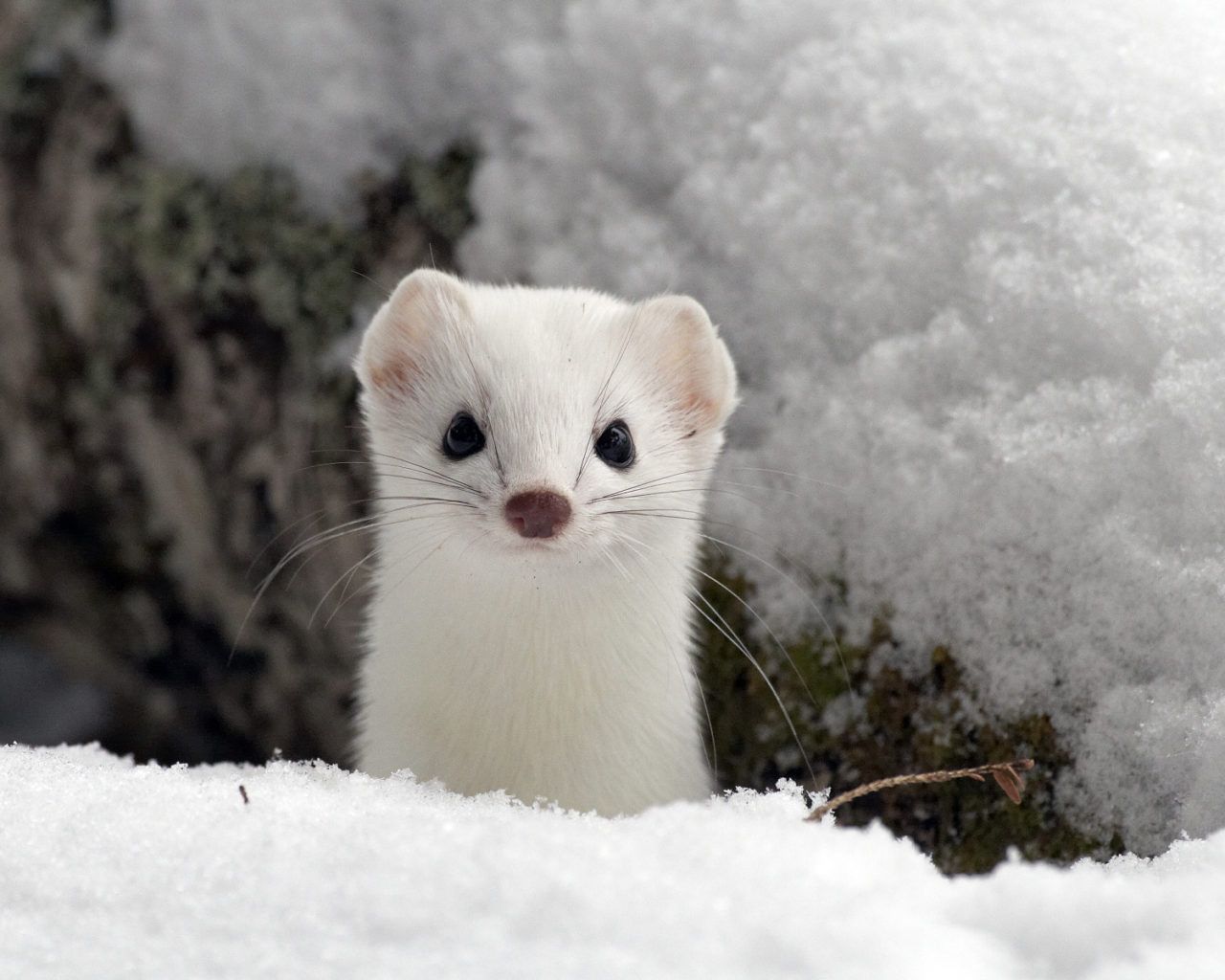 1280x1024 Creature Feature: Ermine