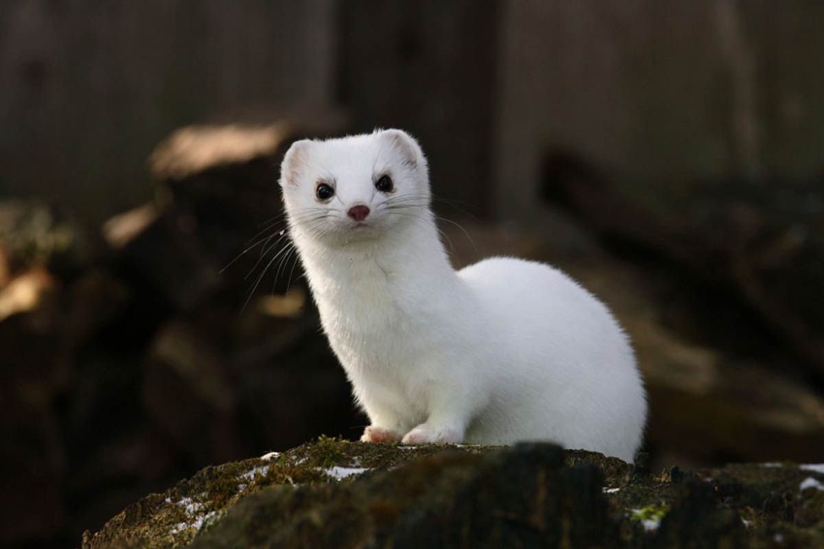 1200x800 Ermine Wallpaper and background