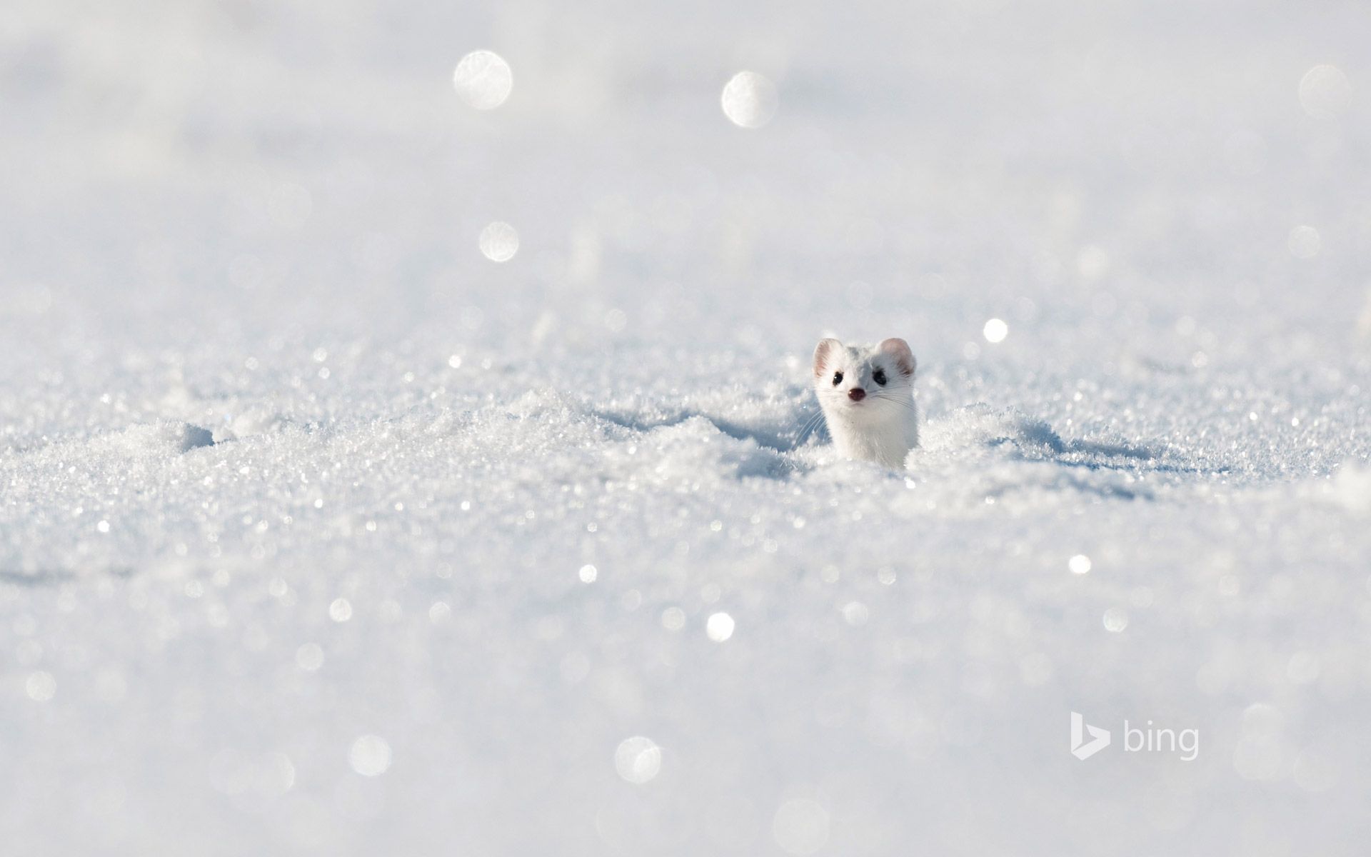 1920x1200 Stoat (aka ermine) in the Jura Mountains, France Wallpaper