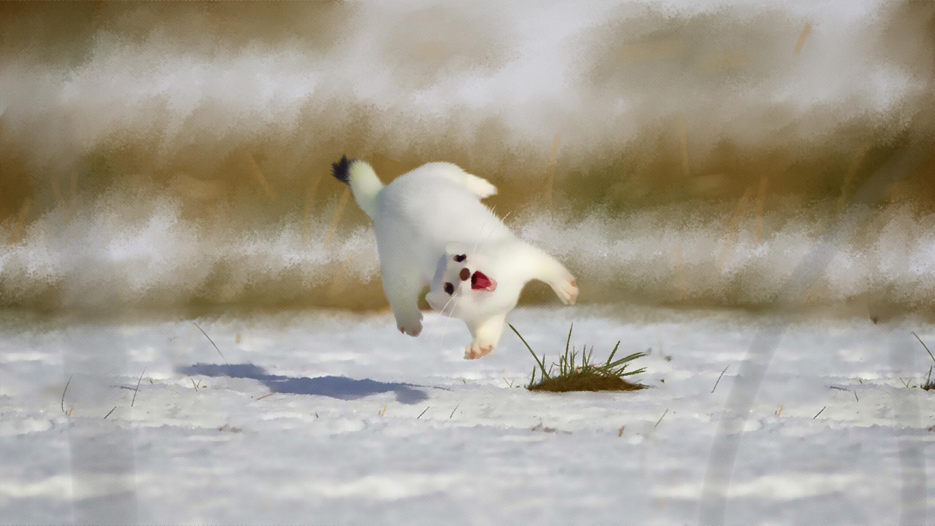 1920x1080 Ermine Wallpaper