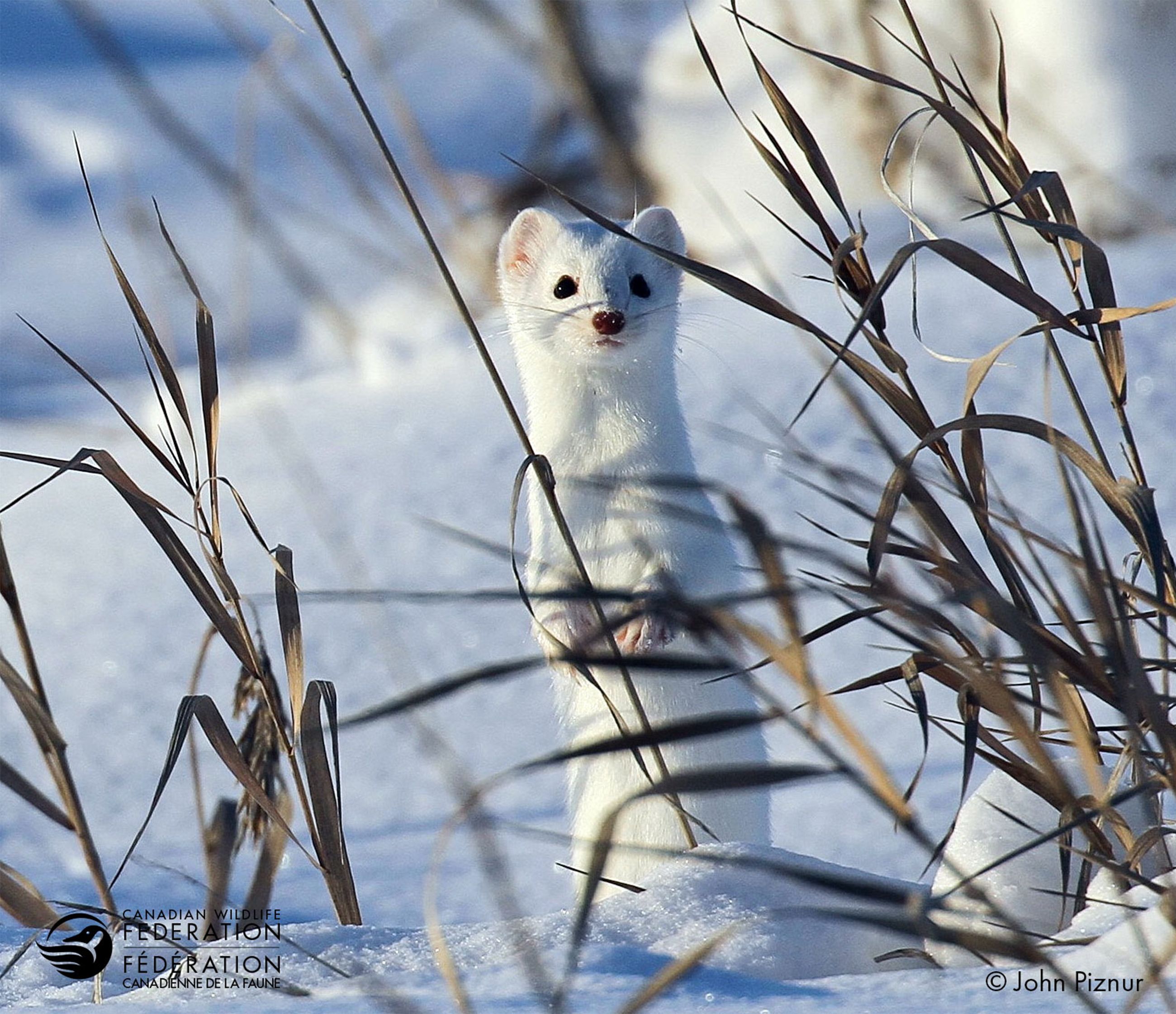 2600x2242 Canadian Wildlife Federation: Ermine