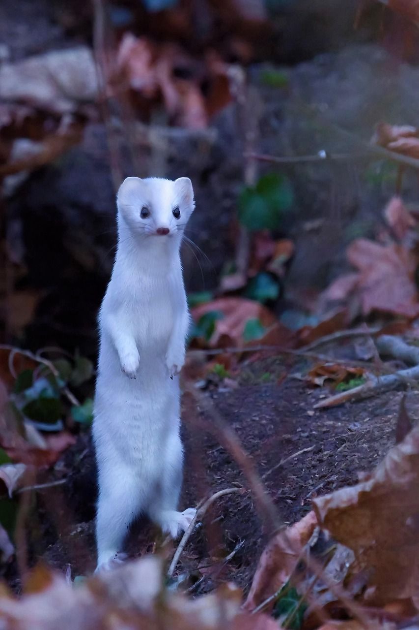 853x1280 Free Хермелин & Ermine Image