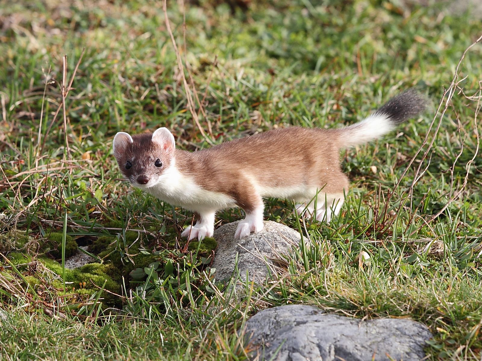 1600x1200 Stoat