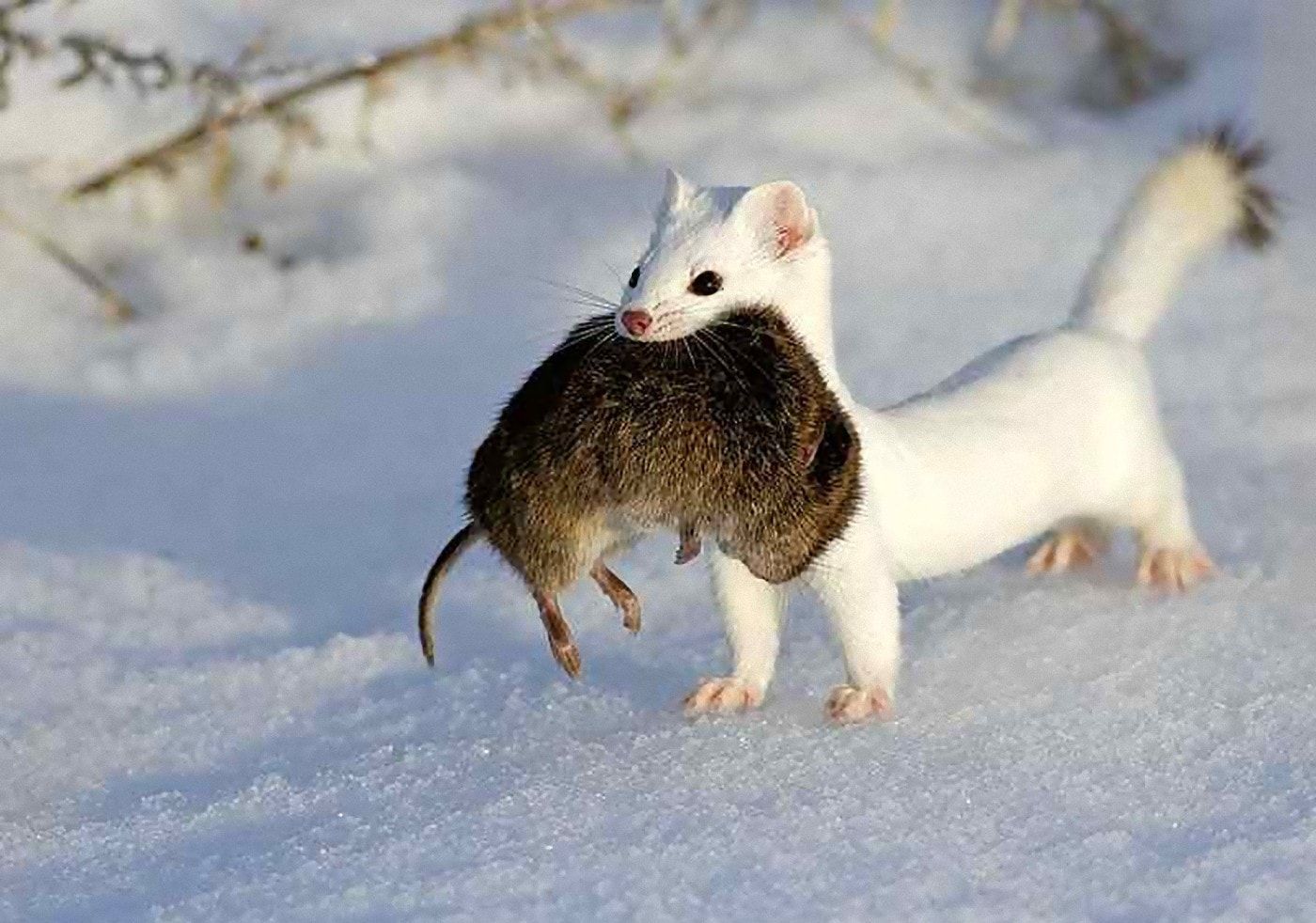 1400x982 Ermine HD Desktop Wallpaper