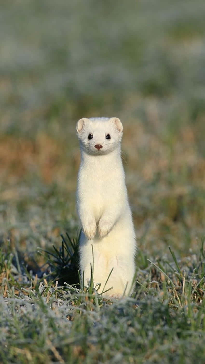 850x1511 Download Alert Ermine Standingin Wallpaper