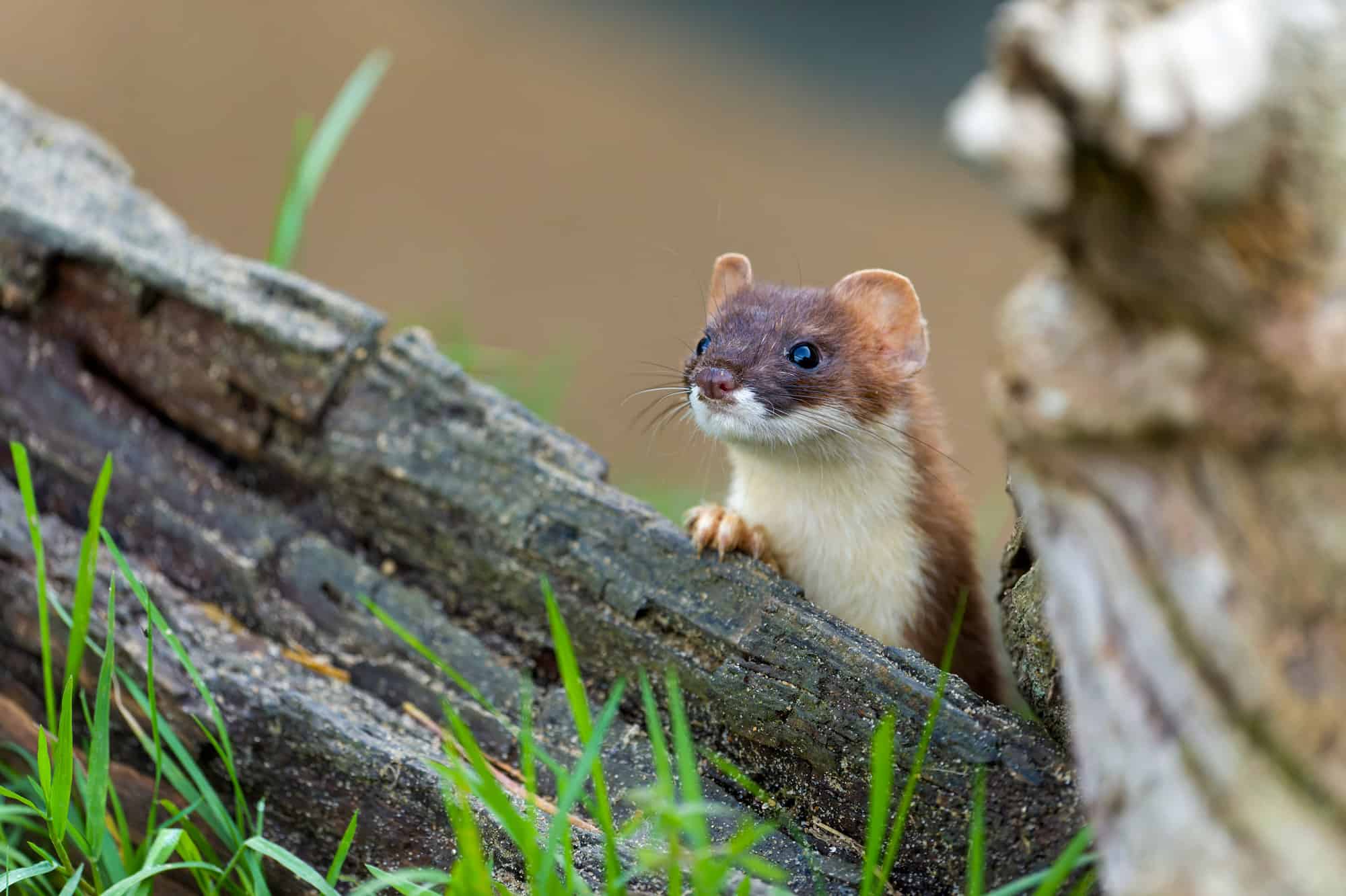 2000x1333 Ermine Animal Picture. A Z Animals