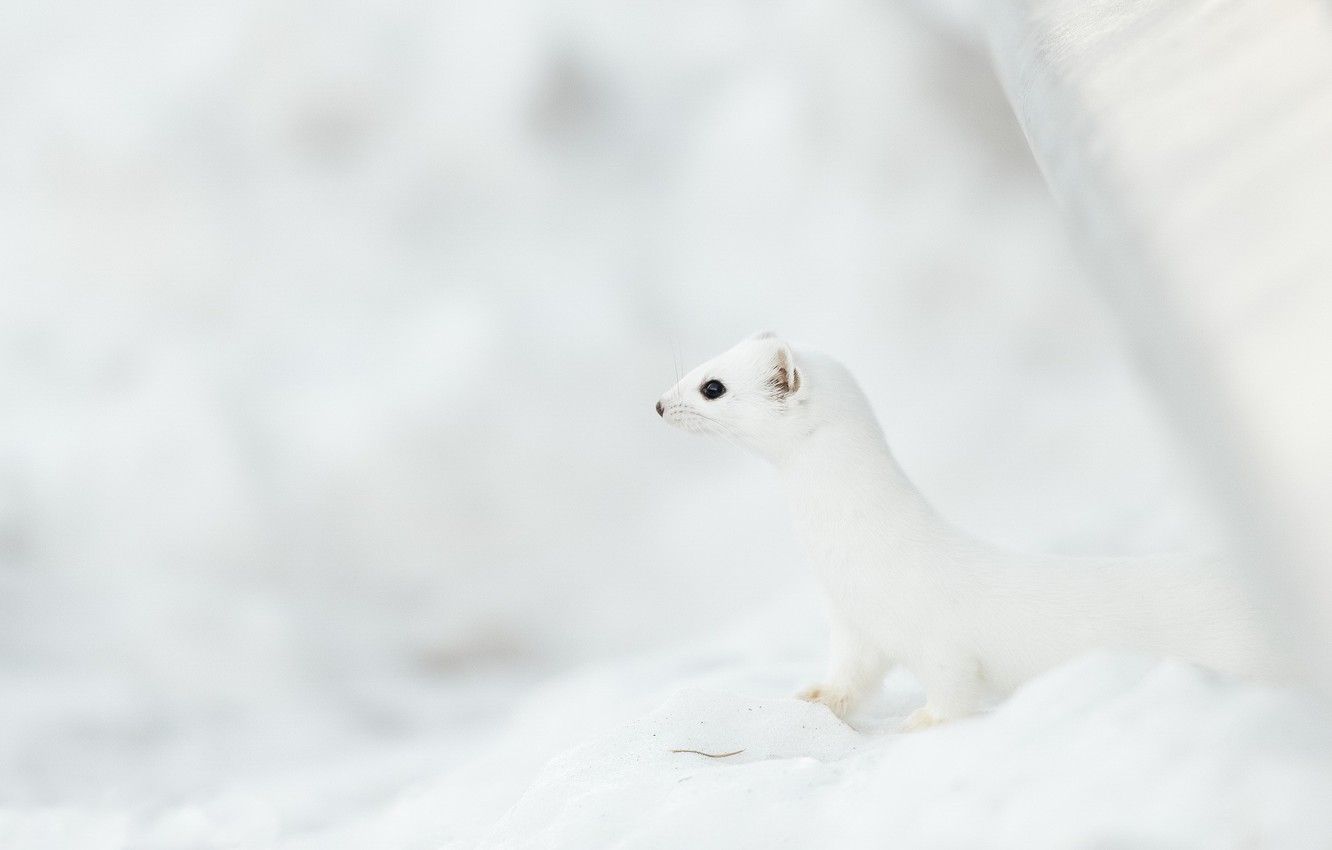 1332x850 Ermine HD Desktop Wallpaper