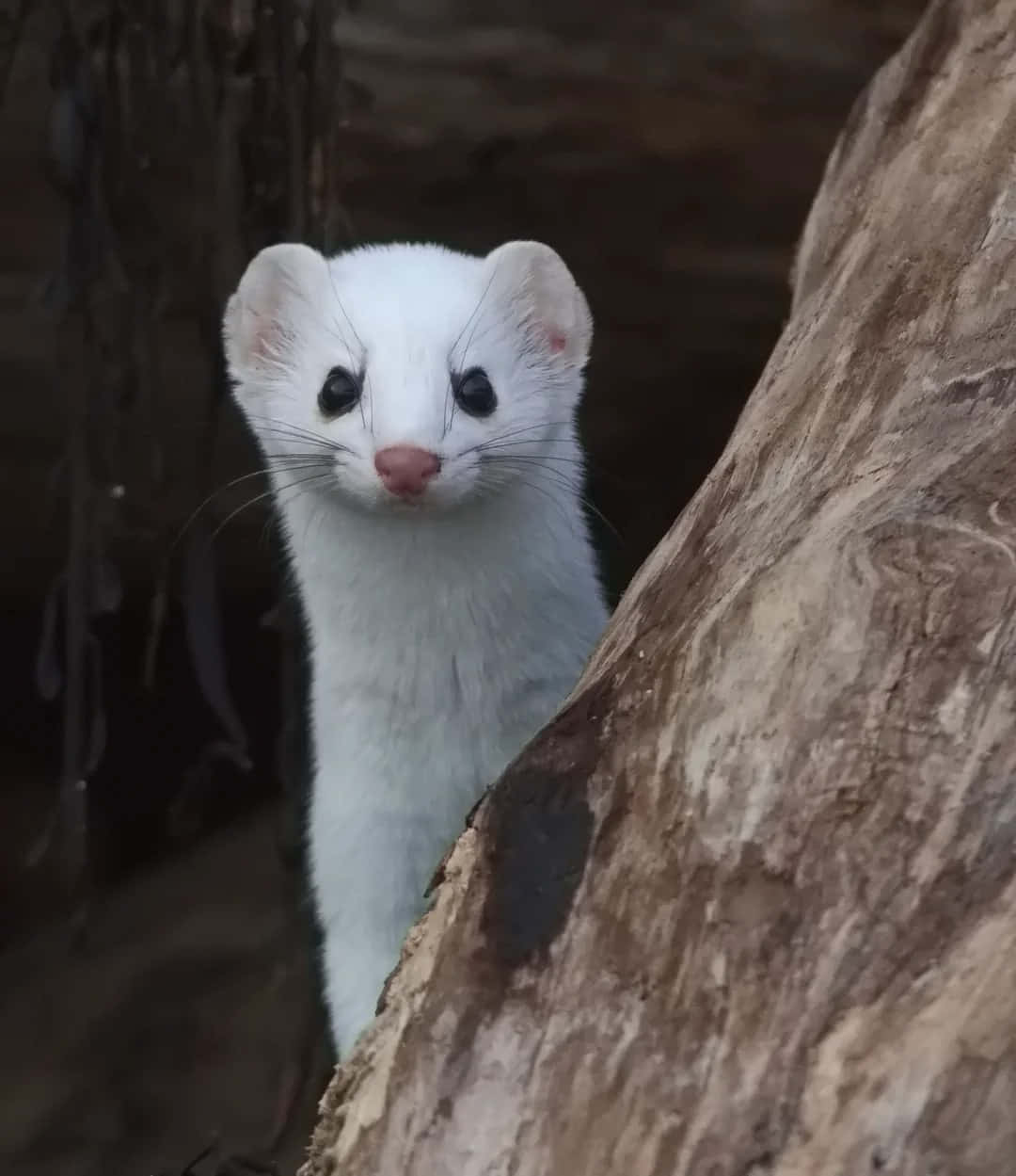 1080x1249 Download Ermine Peeking From Tree Wallpaper