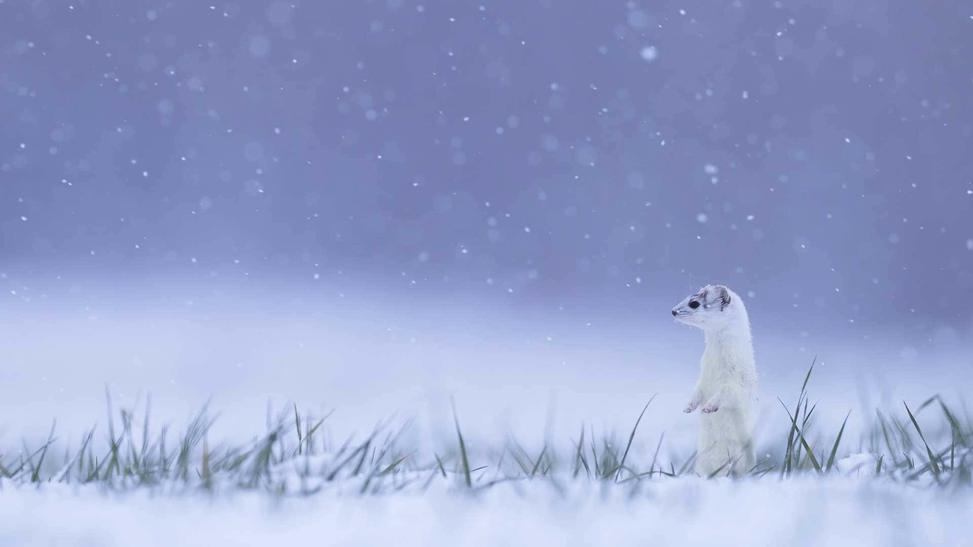 1920x1080 Download Erminein Wallpaper