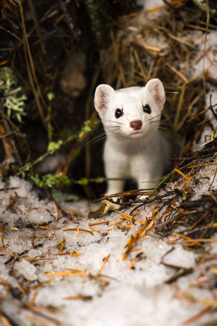 880x1320 I Photographed A Cute Little Ermine On Our Hike In Northwestern Montana