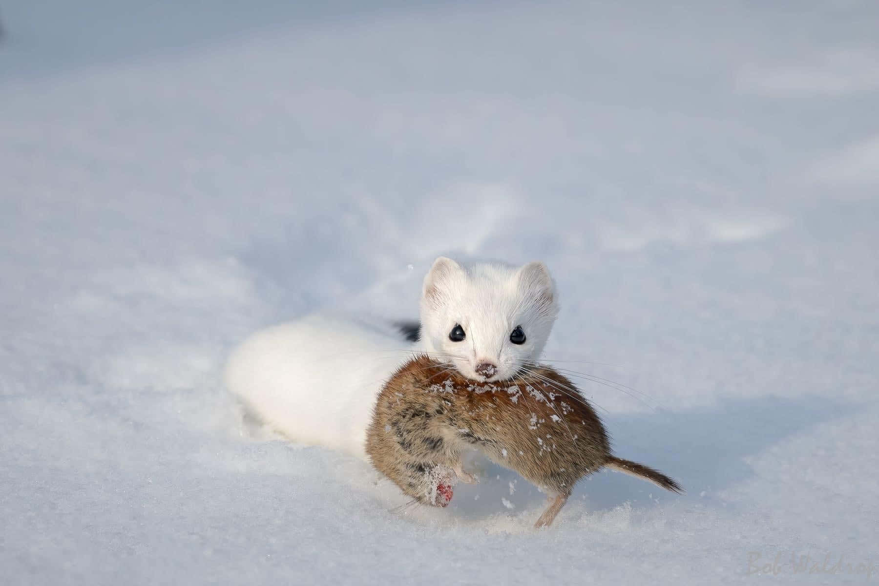 1800x1200 Download Ermine Huntingin Snow Wallpaper