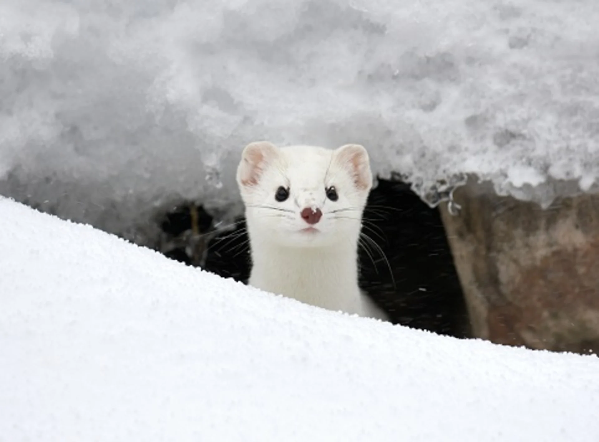 1920x1419 WATCH: Adorable surprise encounter on the slopes goes viral Weather Network
