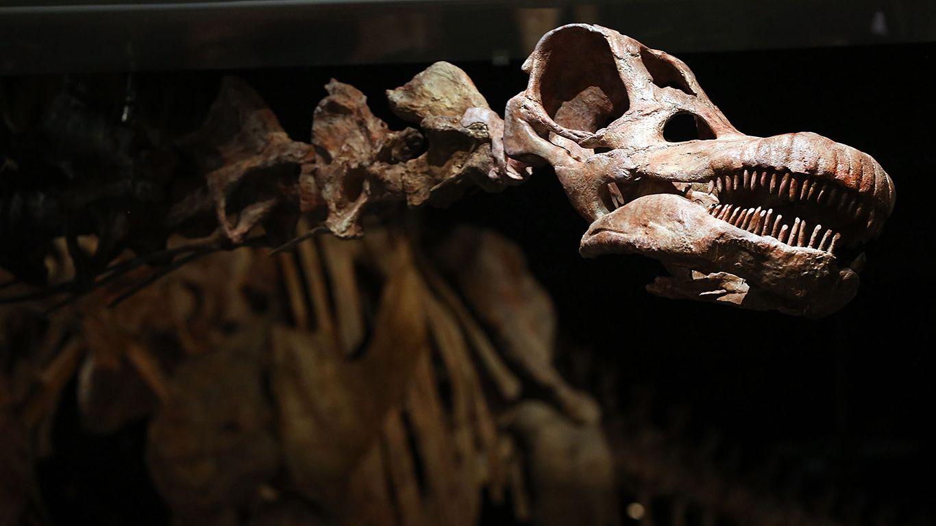 1366x768 The Most Famous Fossils Ever Discovered
