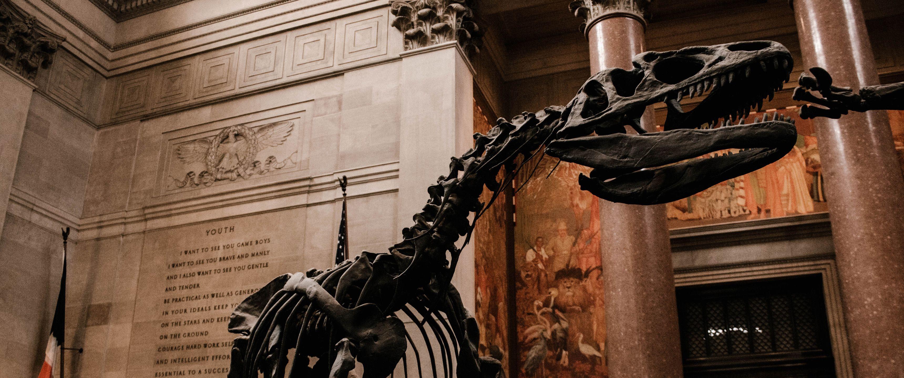 Dinosaur Fossil Wallpapers Top Free Dinosaur Fossil Backgrounds WallpaperAccess