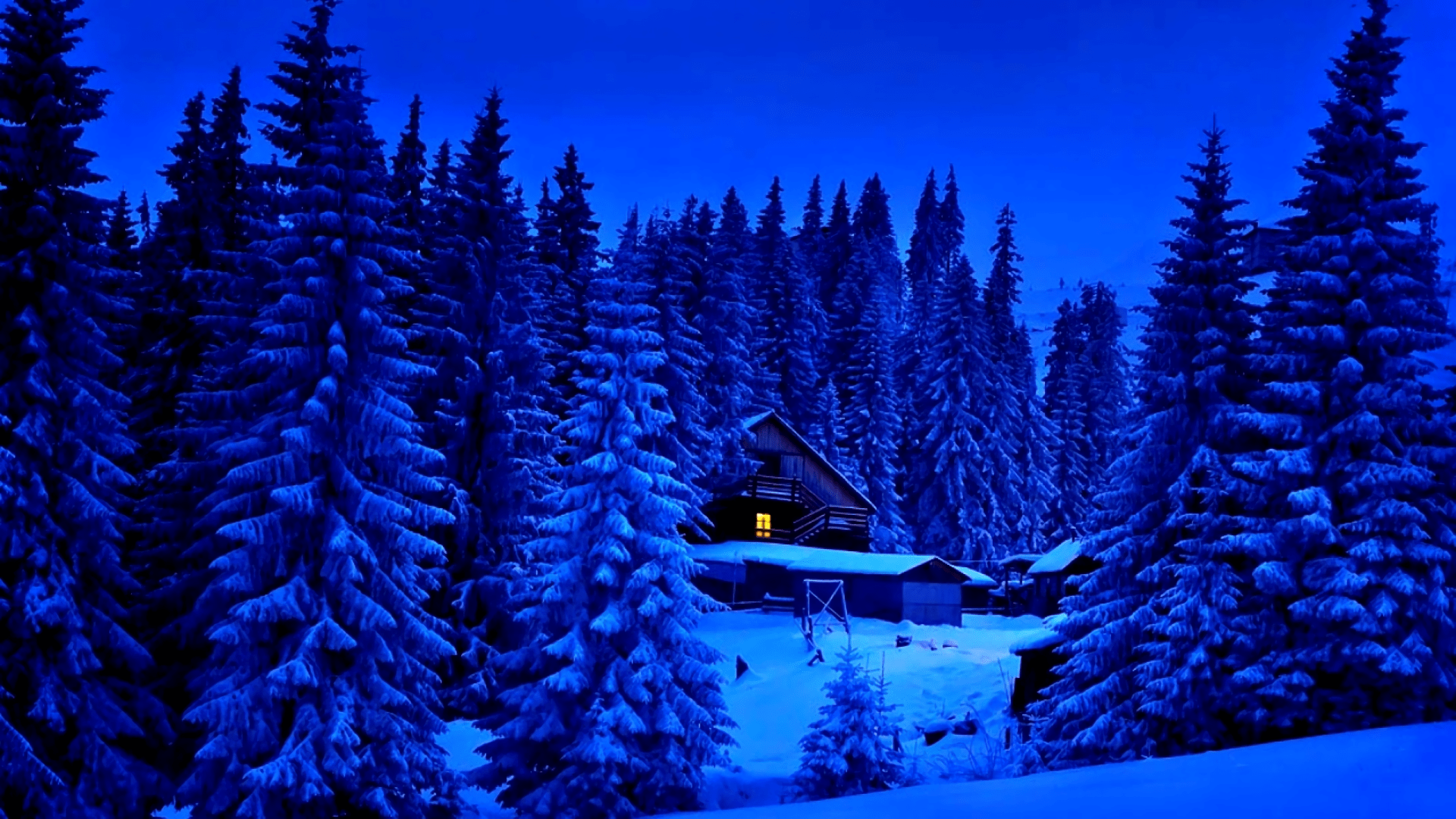 1920x1080 Winter Glow: Cozy Cabin Amidst Blue Snowy Pines HD Wallpaperx1080