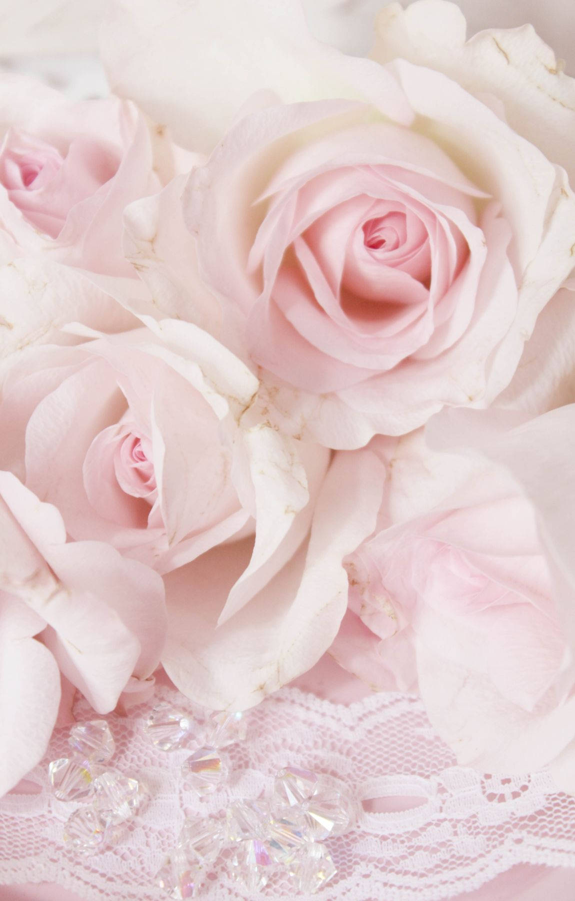 1150x1800 Download Baby Pink Roses Wallpaper