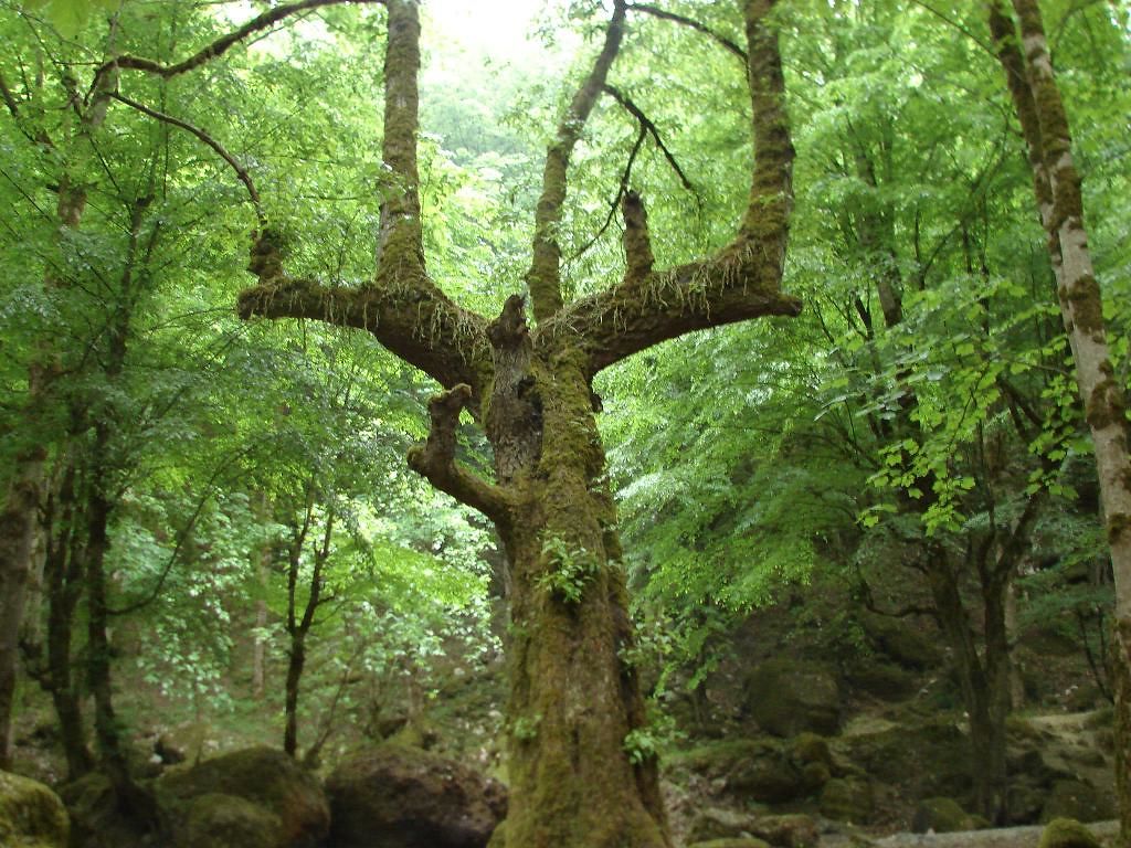 1024x768 jangal shomal. jangale shomal_ramsar_ab madan