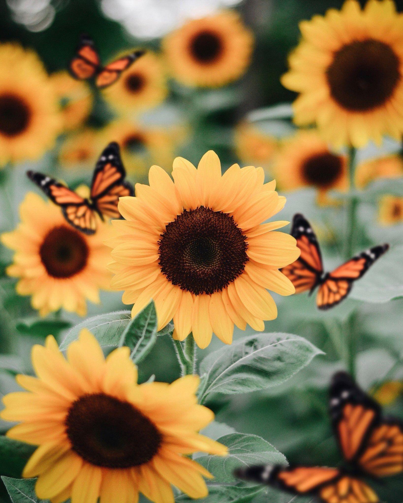 HD wallpaper Sunflowers After The Rain yellow fall papillon leaves  butterfly  Wallpaper Flare