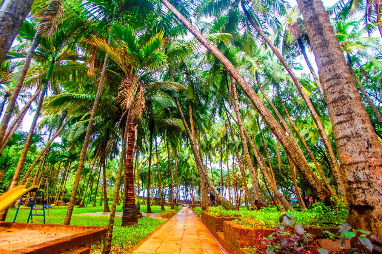 1280x853 Konkan Culinary Trail. Ratnagiri. Travel to Ganesgule. Leisurely Day Spend the day on a farm. Rustic Lunch Traditional 'Pangat'