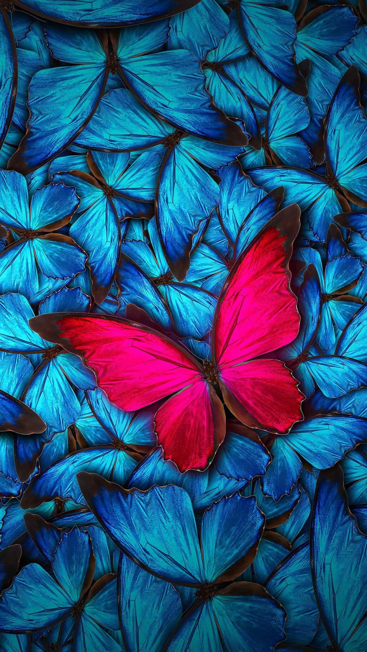 Fall Butterfly Wallpapers - Top Free Fall Butterfly Backgrounds