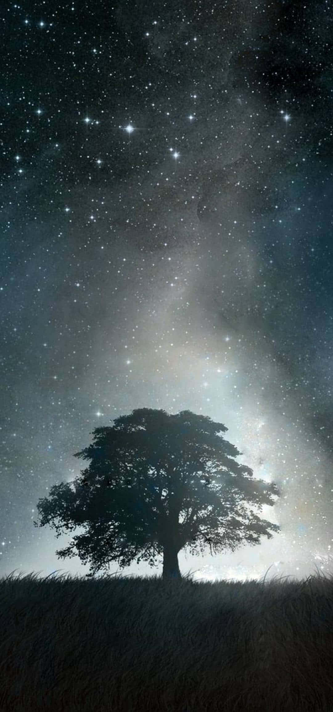 1080x2310 Download iPhone XR Space Tree Shadow Wallpaper