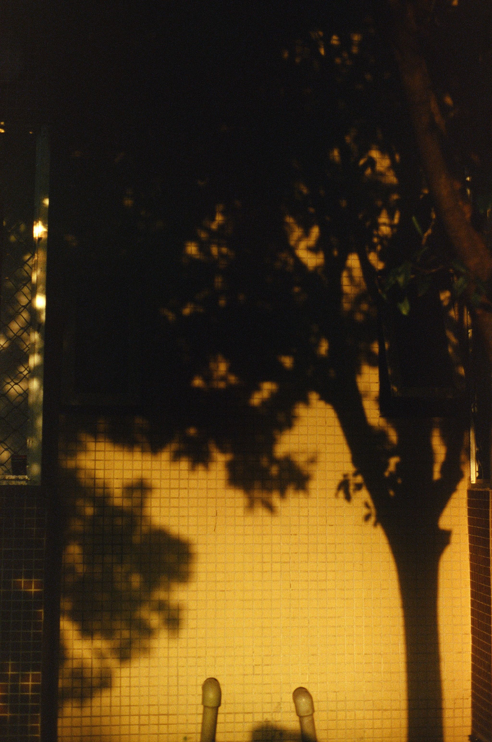 2048x3089 Tree Shadow on Building Wall at Sunset · Free