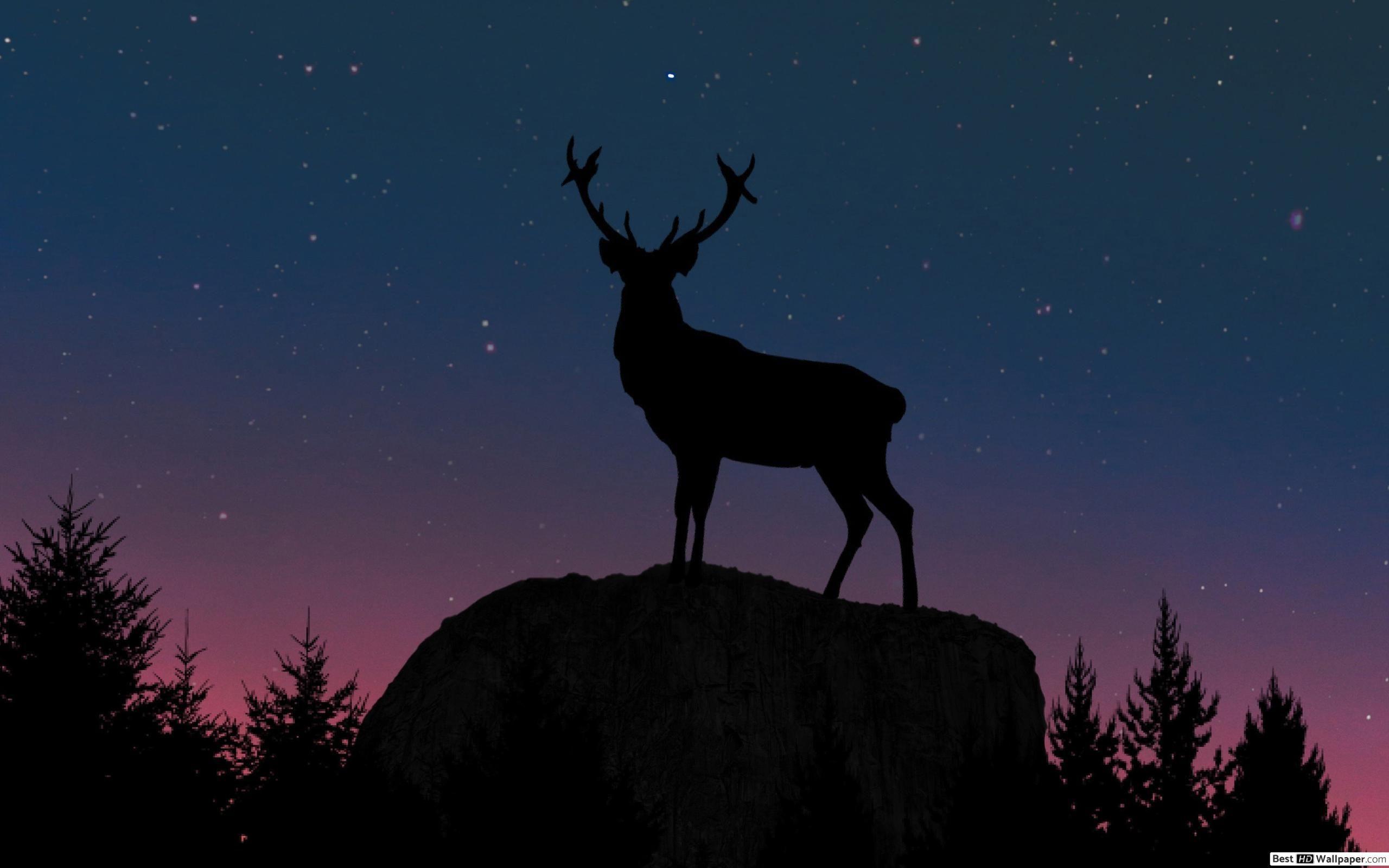2560x1600 Deer in the Forest HD wallpaper download