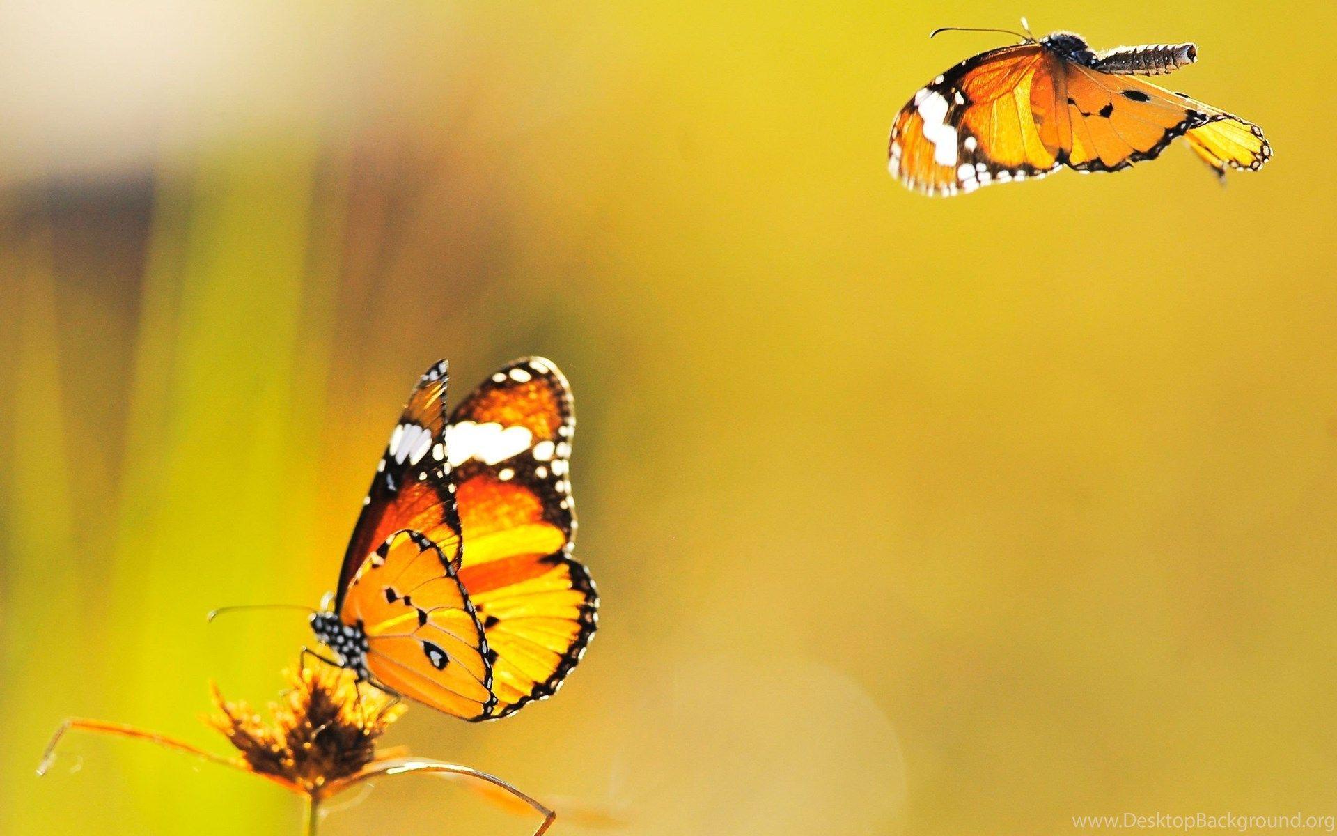 Fall Butterfly Wallpapers - Top Free Fall Butterfly Backgrounds