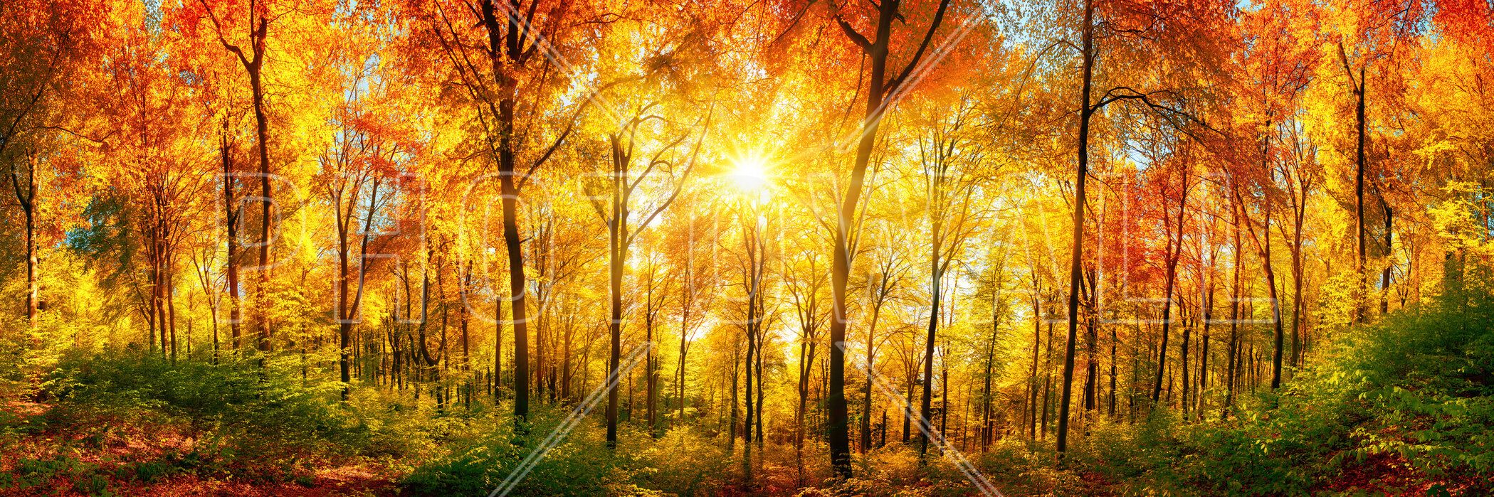 2099x699 Autumn Forest