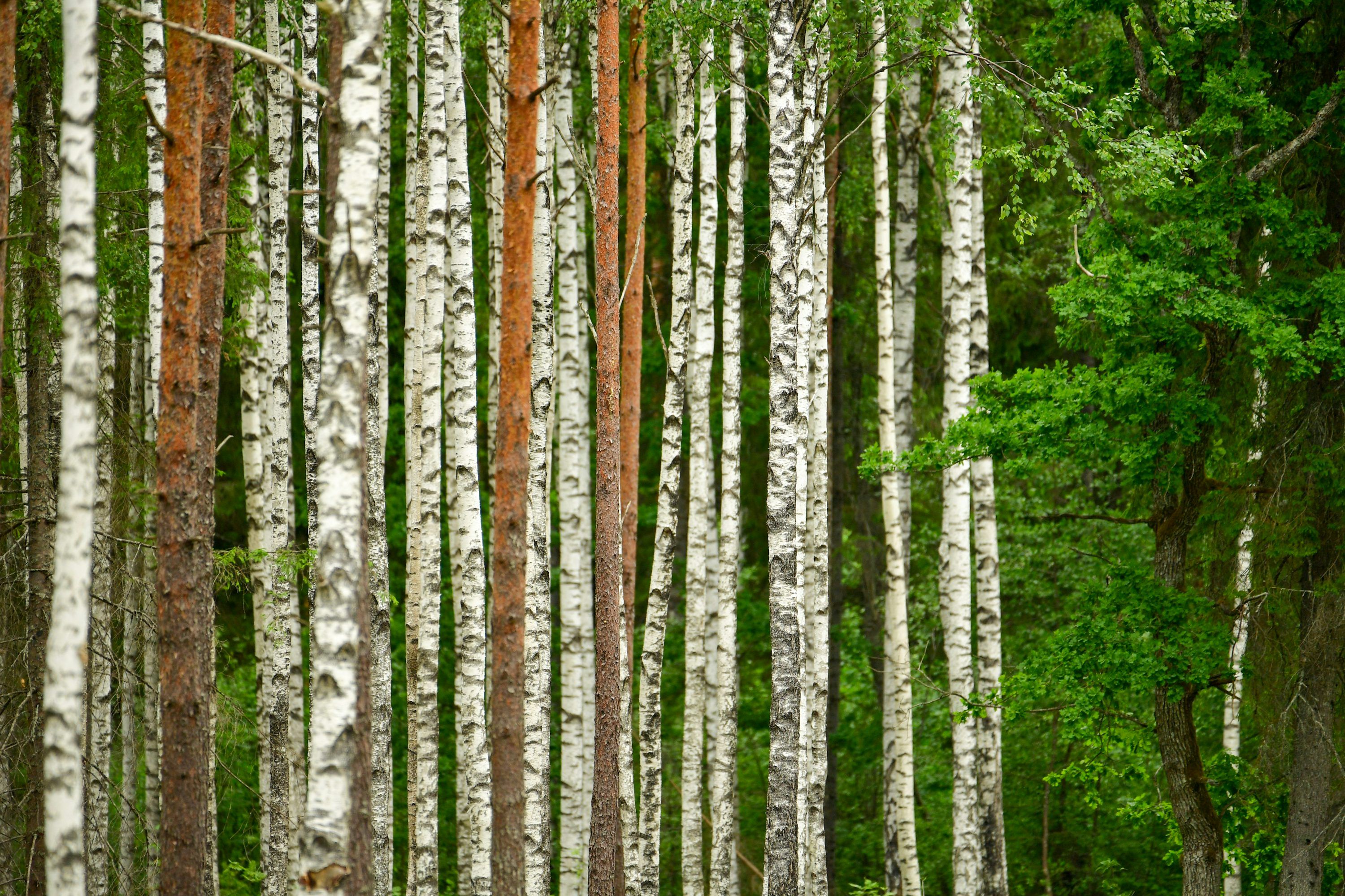 3000x2000 Temperate Forest Picture. Download Free Image