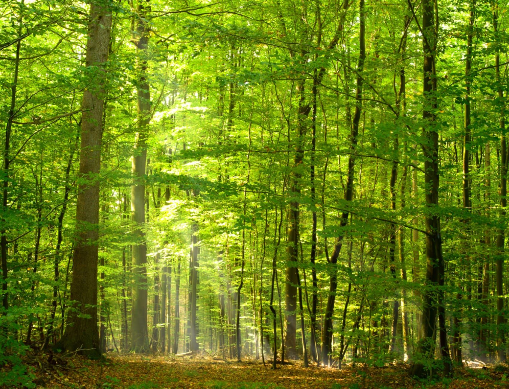 1700x1300 Green Light Forest Wallpaper Mural