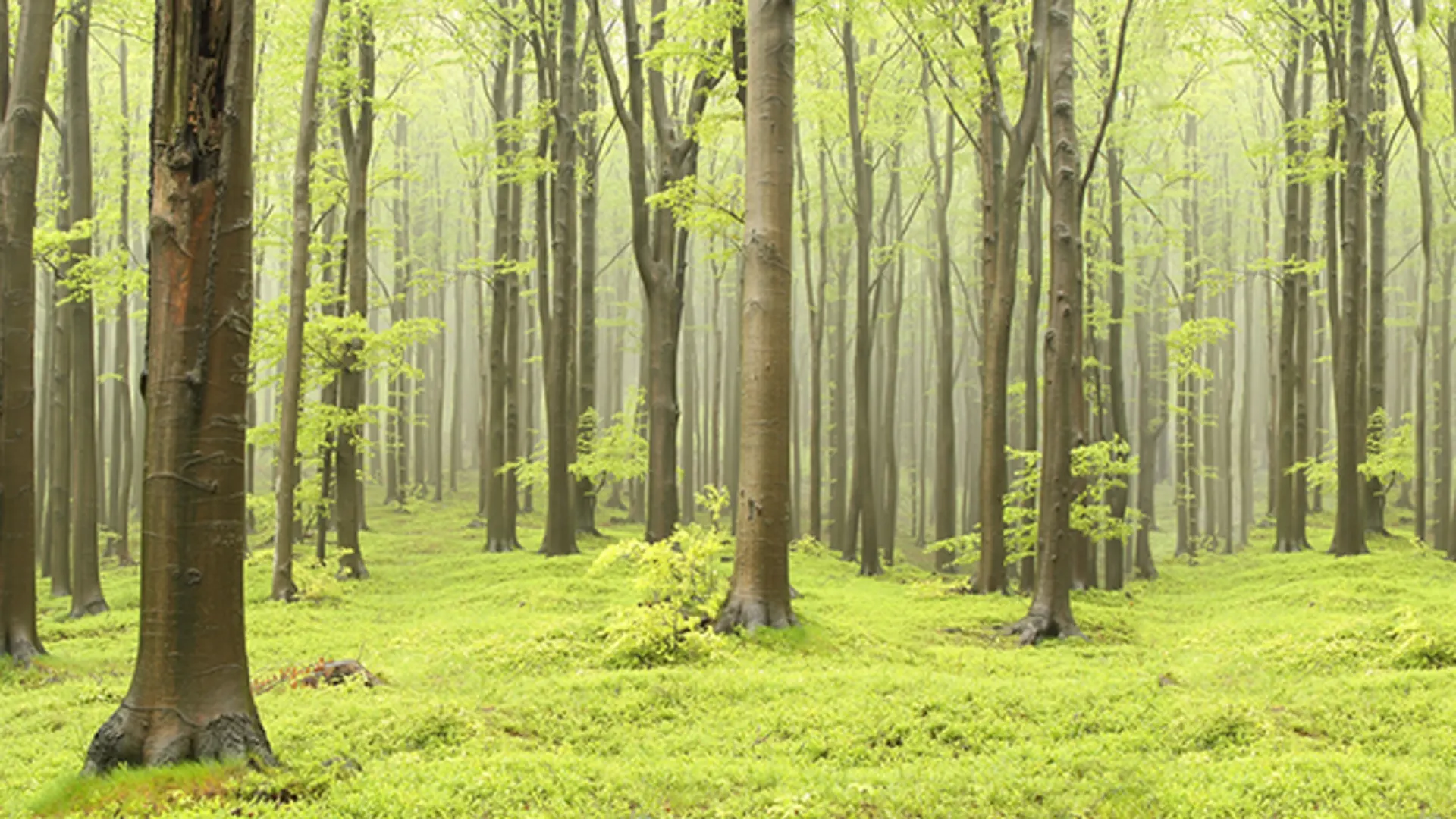 1920x1080 Deciduous Forest