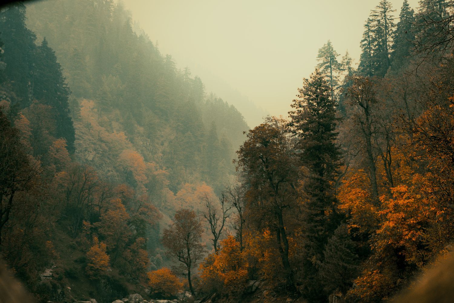 1500x1000 Forest Wallpaper Photo, Download The BEST Free Forest Wallpaper & HD Image