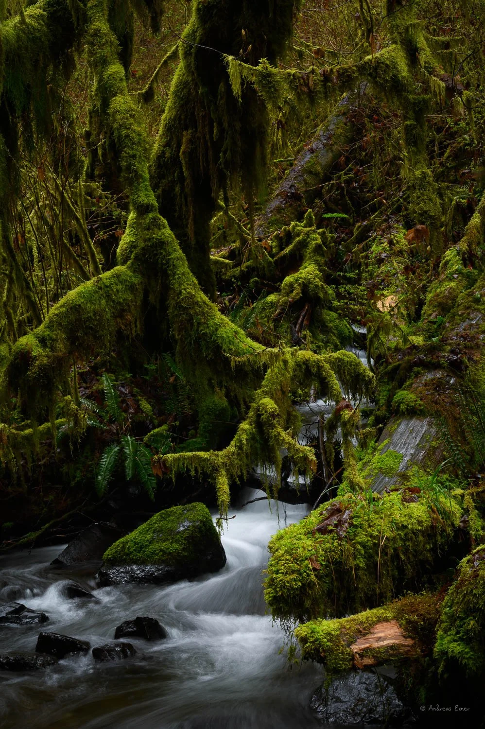 998x1500 TEMPERATE RAINFOREST, GOOD FOR THE SOUL