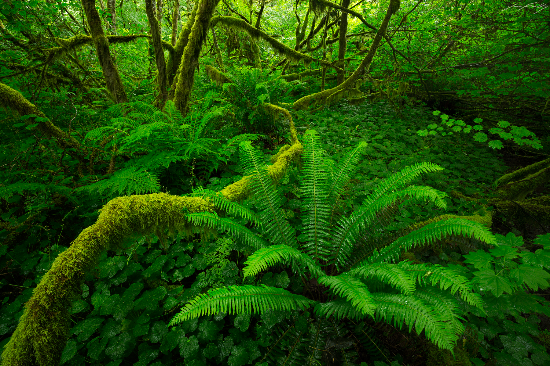 1800x1200 JESS FINDLAY PHOTOGRAPHY