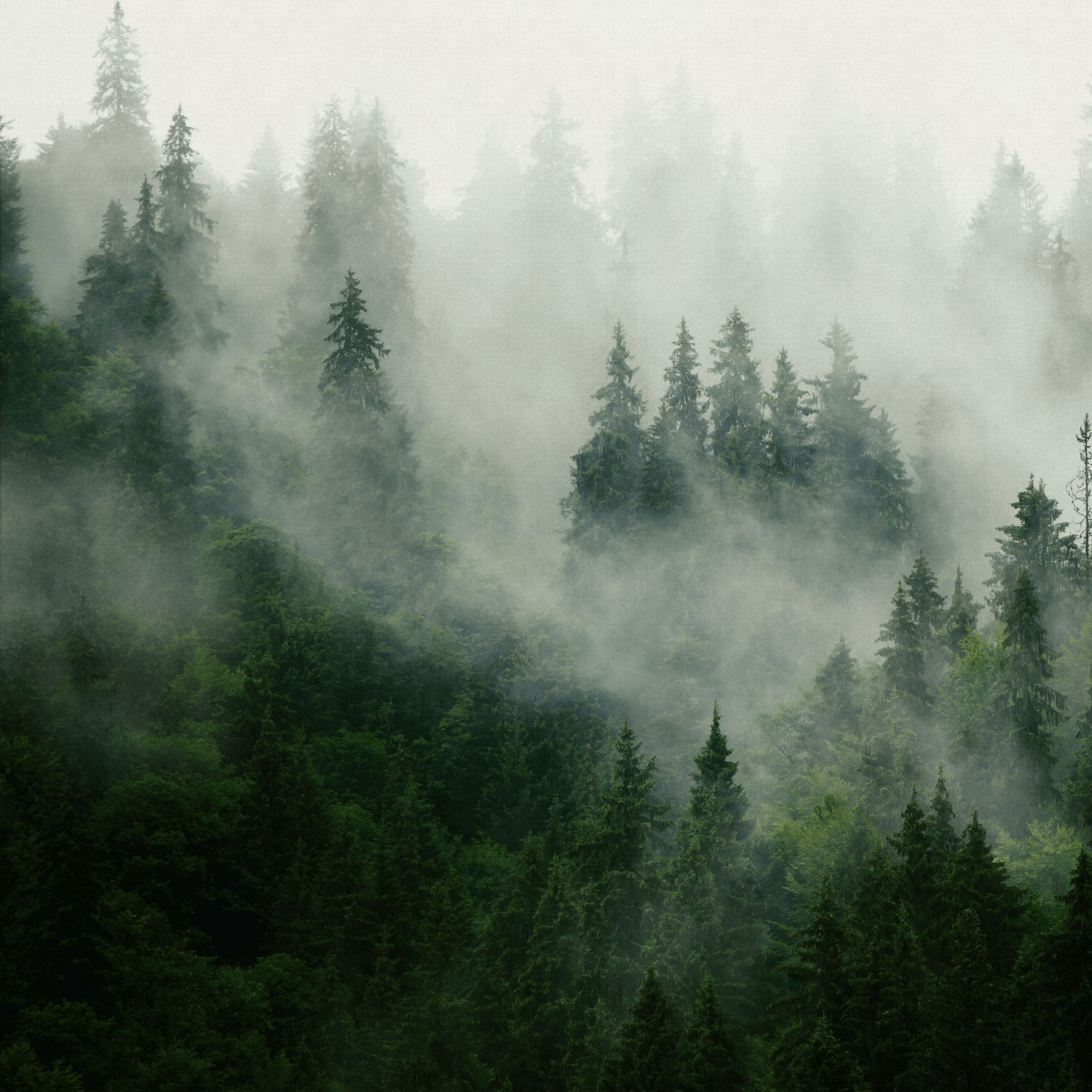 2048x2048 Pinetop Wallpaper