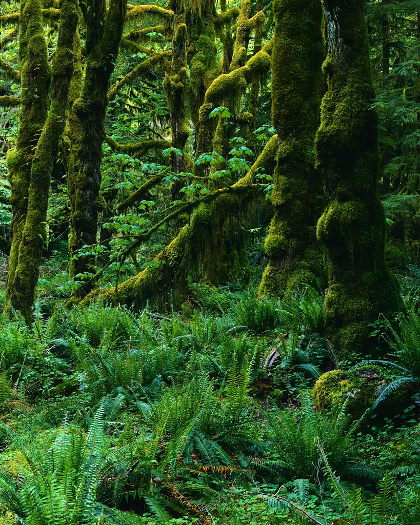 819x1024 Temperate rainforest