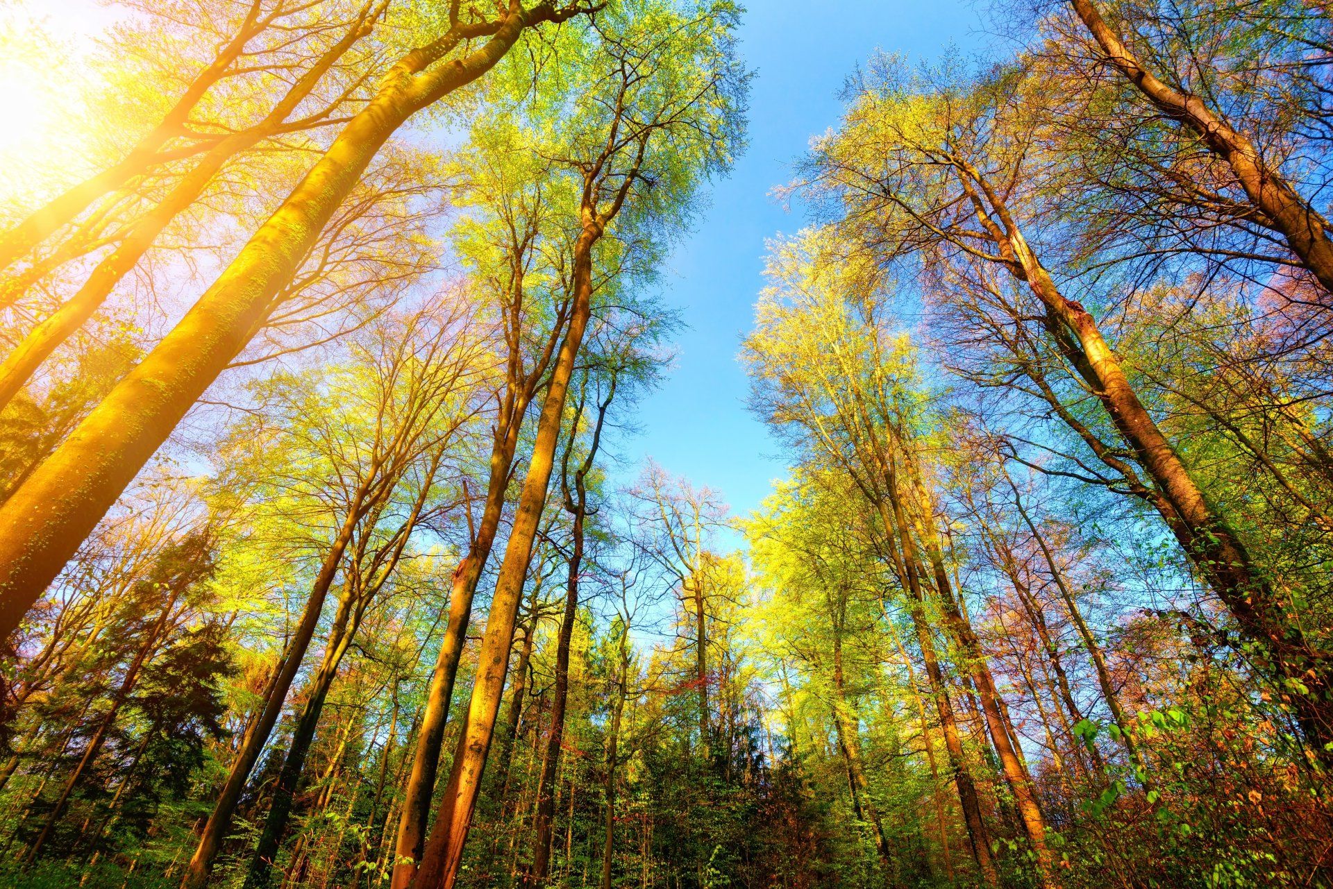 1920x1281 Sunlit Treetops: Stunning 4K Ultra HD Forest Panoramax4004