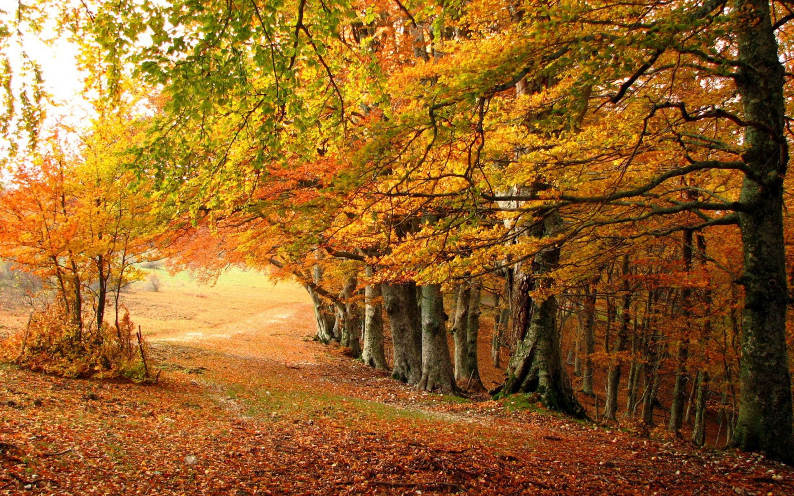 2560x1600 Autumn Serenity: HD Nature Wallpaper in Fall's Golden Embracex1600