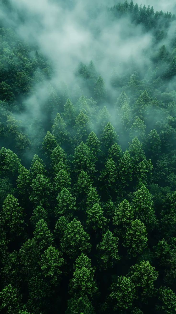 736x1308 Misty Forest Landscape Wallpaper for Mobile 4K Quality