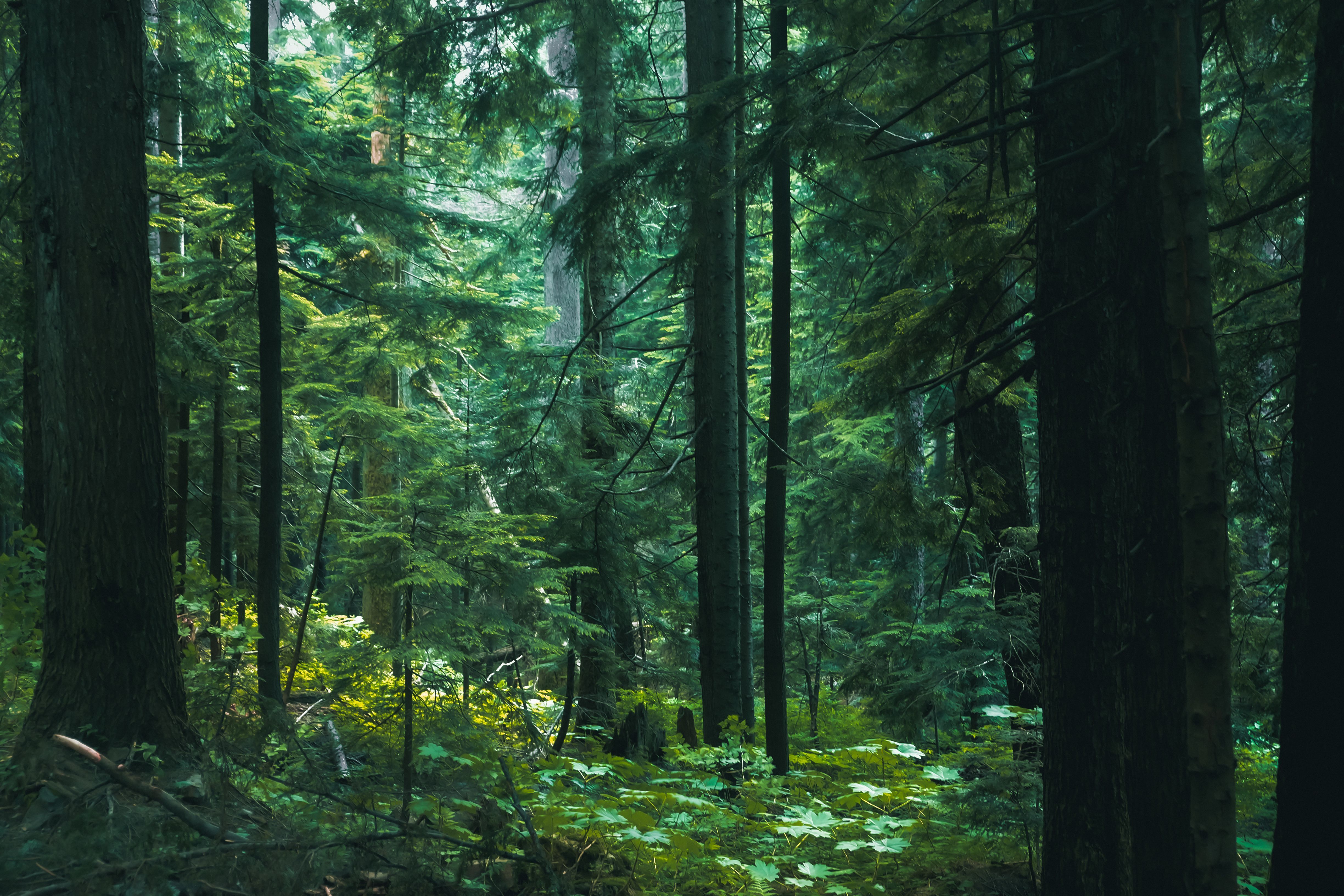 4896x3264 North Temperate Forest Photo, Download The BEST Free North Temperate Forest & HD Image