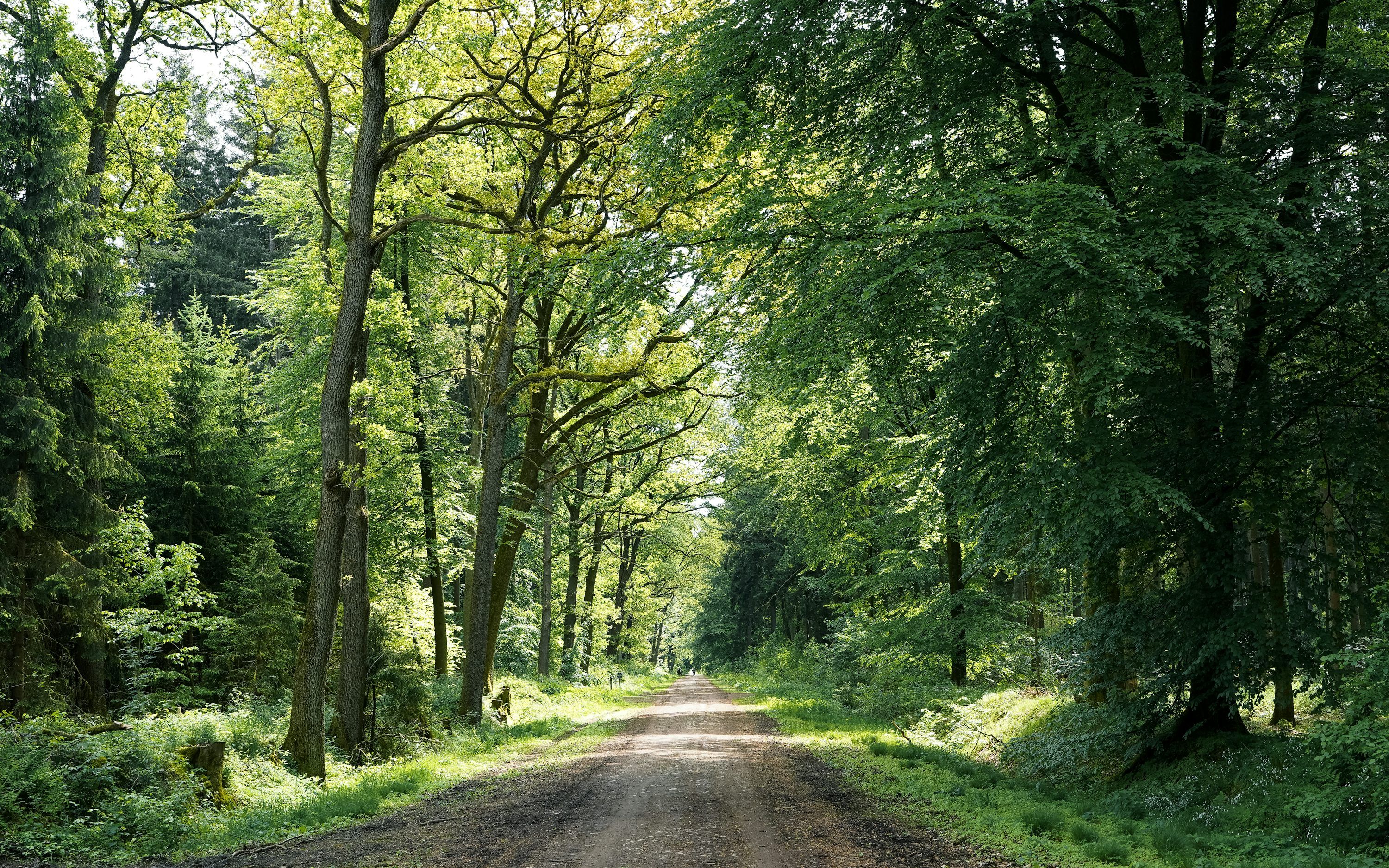 3000x1875 Deciduous Forest Picture. Download Free Image