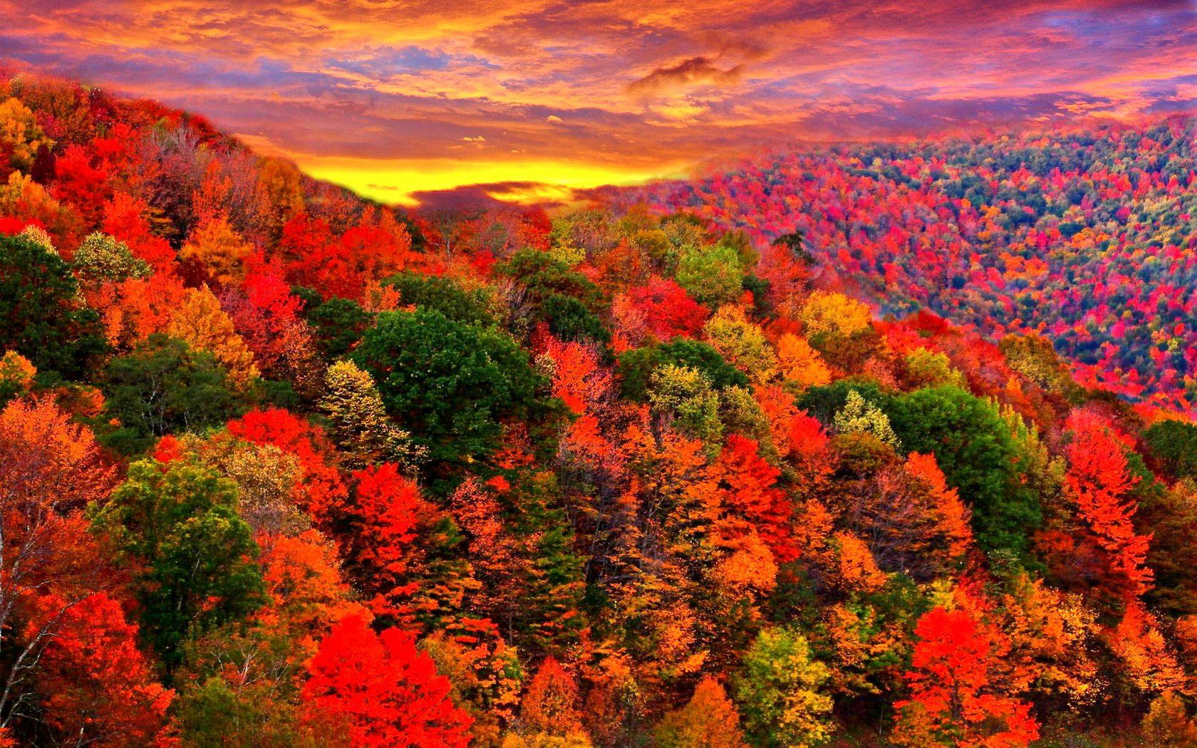 1680x1050 Download Colorful Colors Tree Mountain Fall Nature Forest Fall Forest Wallpaperx1050